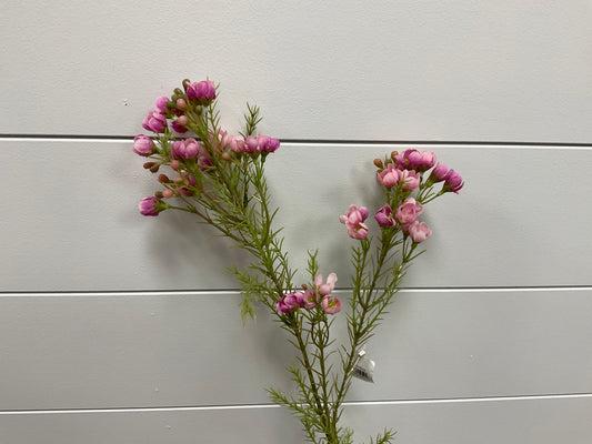 Lavendar Waxflower