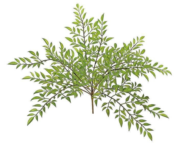 Nandina Leaf Bush X12, #FL3716-G