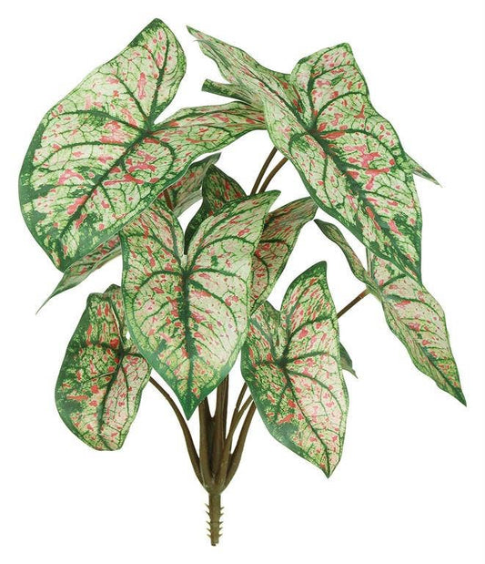 Caladium Bush, 15", Green/cream/pink