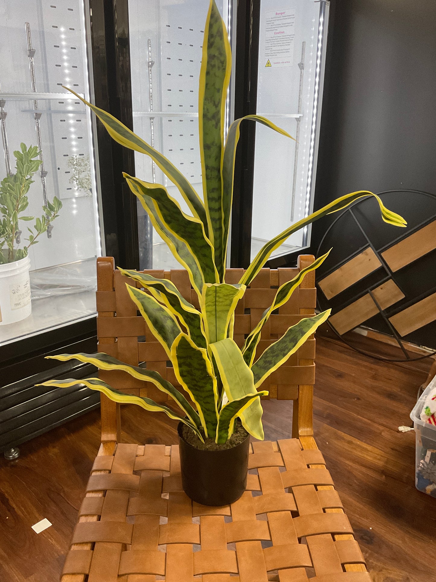 32" Sansevieria w/ Pot Green/ye