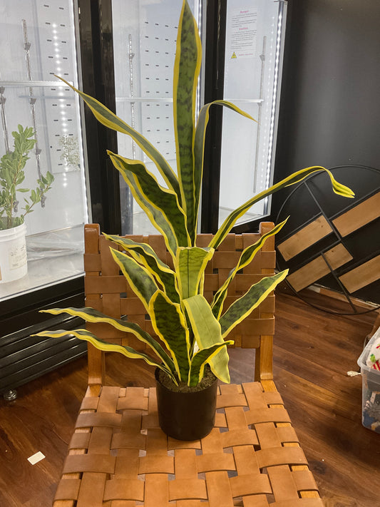 32" Sansevieria w/ Pot Green/ye