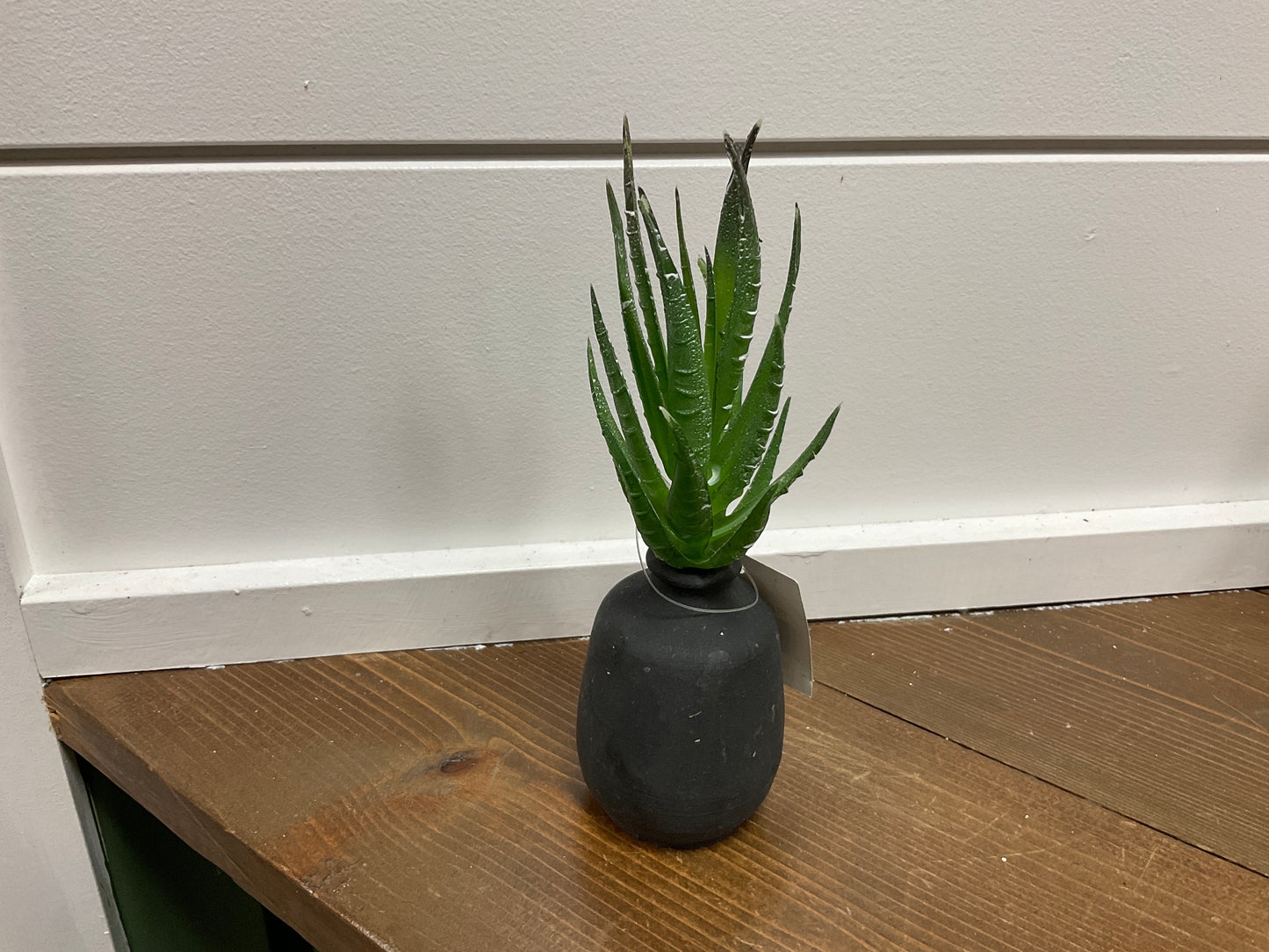 Snake Plant Succulent Bush