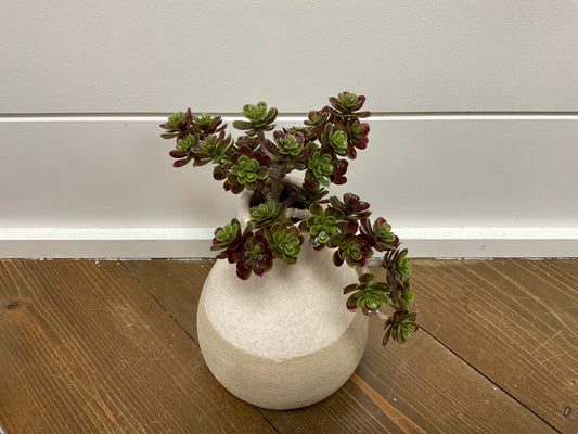 5" Sedum Pick 30L GR/BU