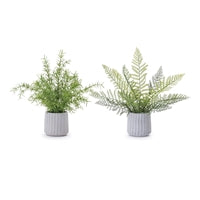 Potted Fern