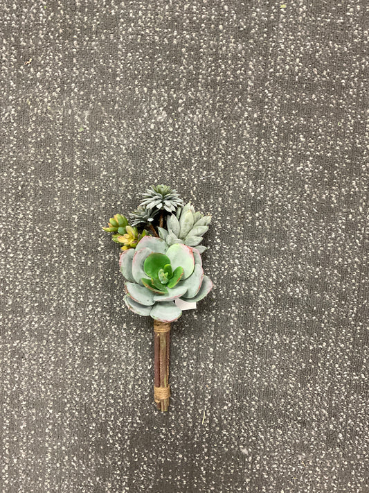 Echeveria Bundle x4 12"