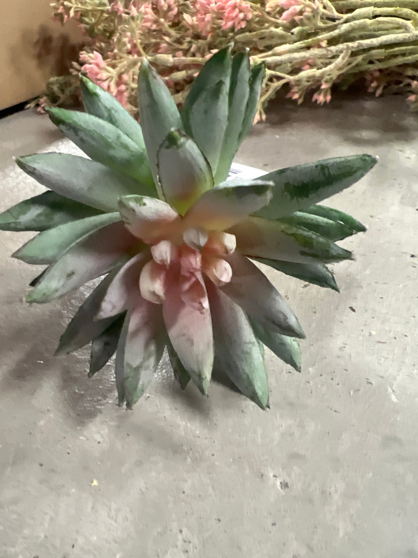 Finger Echeveria 6" Sage