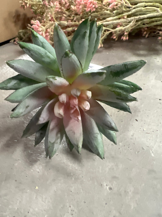 Finger Echeveria 6" Sage