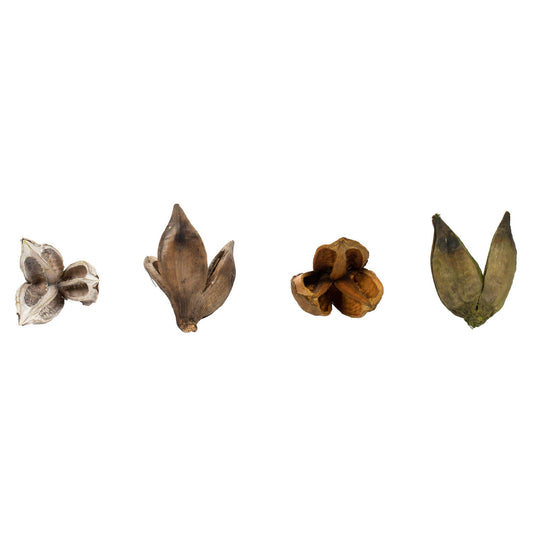 Vickerman 3-4" Assorted Sora Pods Asst