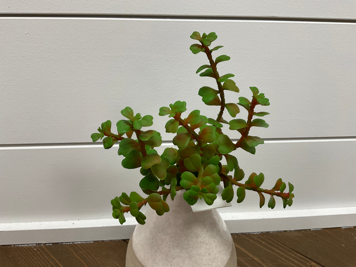 13" Boxwood Succulent