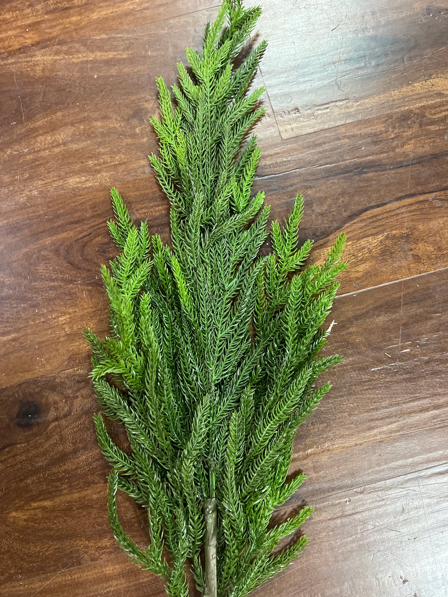 37" Cypress Cedar Spray GR