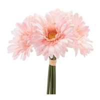 Gerbera Daisy Bundle