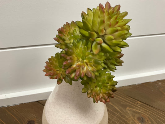 Mini Wheel Succulent - Green
