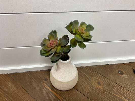 Echeveria x2 Green