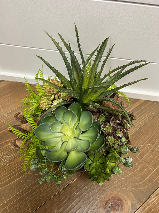Succulent Arrangement in Black container