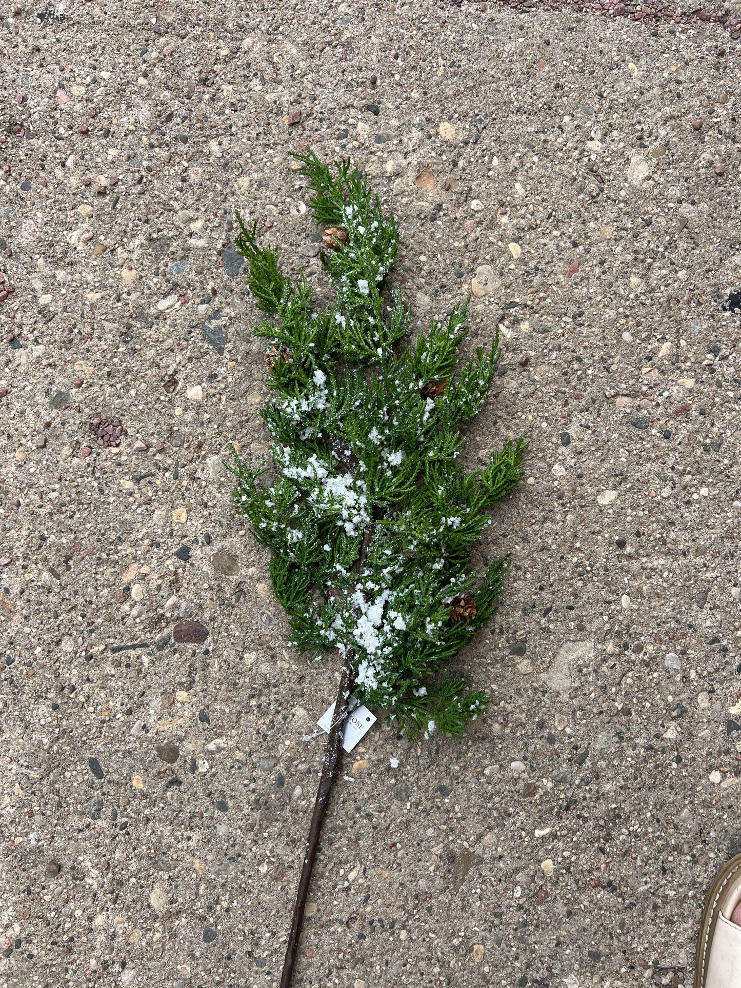 Snowy Evergreen Branch