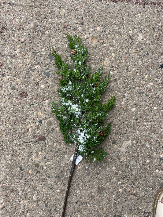 Snowy Evergreen Branch