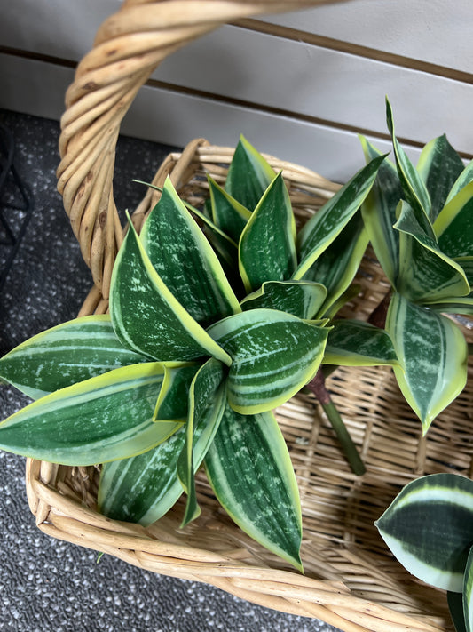 Snake Plant 10" Green