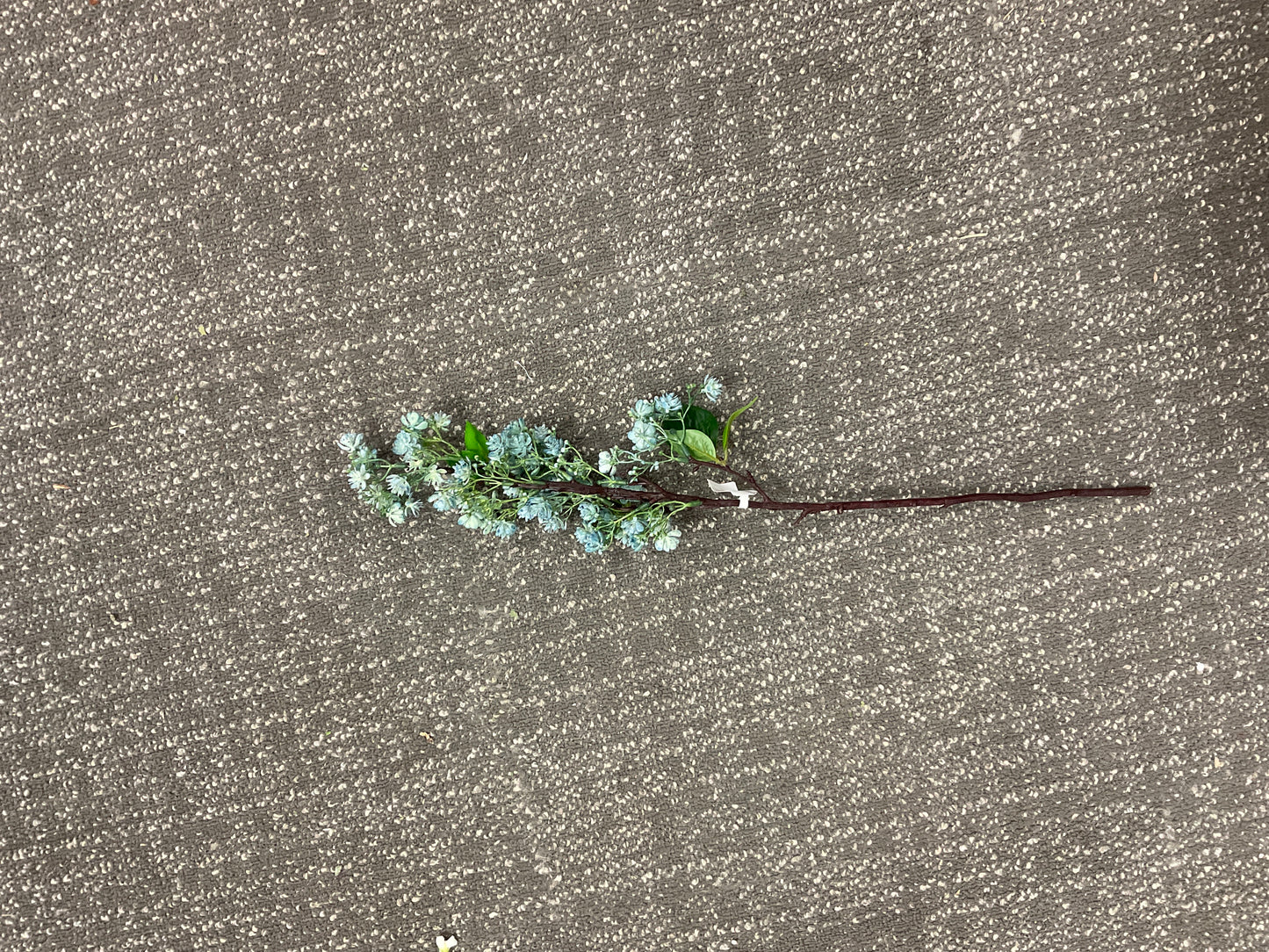 Blue Wax Flower