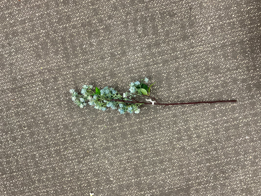 Blue Wax Flower