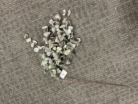 Eucalyptus Hanging Vine