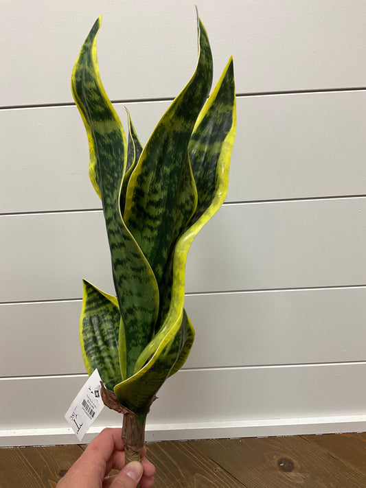 Real Touch Snake Plant Pic