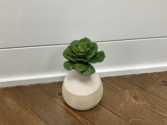 9.5 Echeveria Bouquet Pick