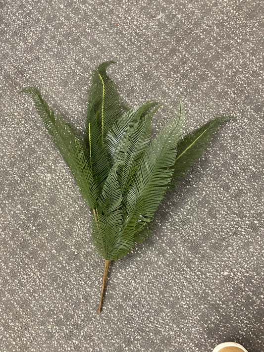 Feather Fern Bush