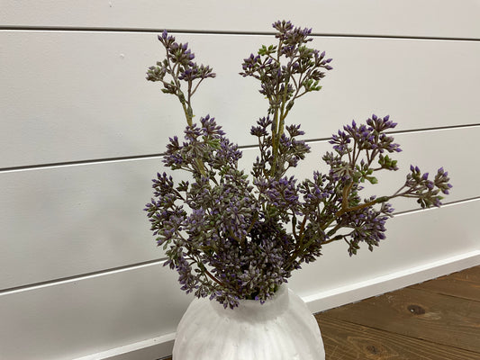 Purple/Green Seeds Bush