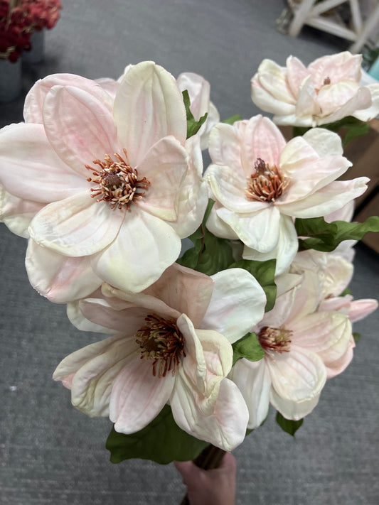 Vanilla Magnolia