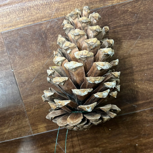 Jeffrey Pine Cones Natural