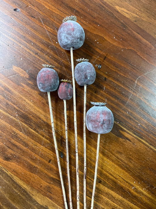 Burgundy Poppy Seed 30"