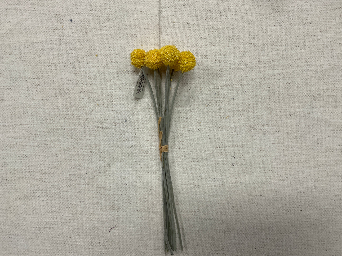 Yellow 13" Billy Button Bundle