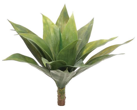 Agave Plant x15 16" Green