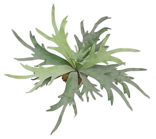 Staghorn Fern 20"