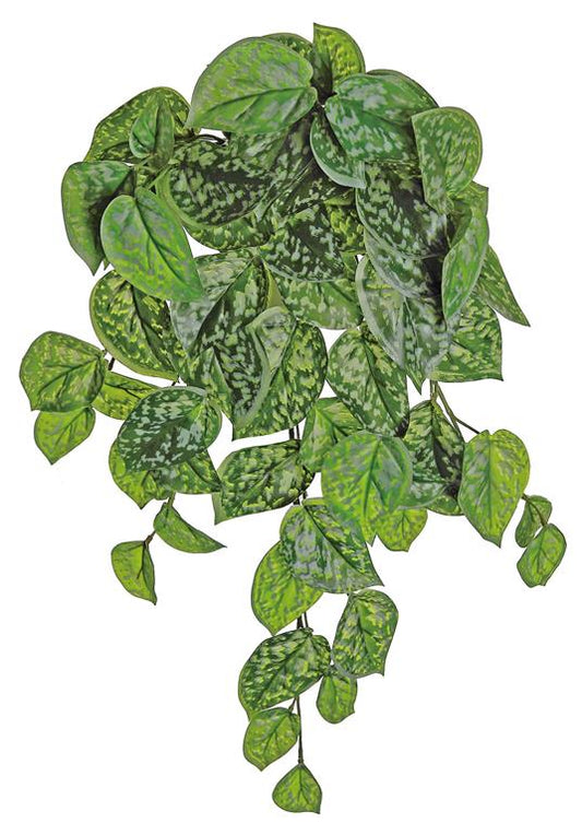 Ghost Leaf Bush/Vine x8 20"