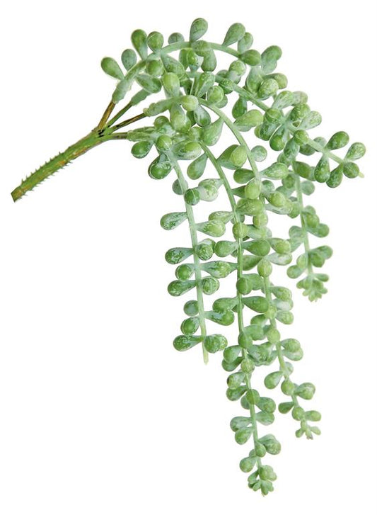 FROSTED BABY TEAR SUCCULENT, 11"; 5" & 7.5", CASCADES, PE, SAGE