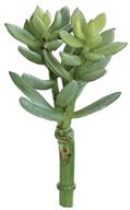 Ice Plant- Sage