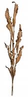 DRIED ACANTHUS BUNDLE, 45", BEIGE