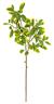 JAPANESE EUONYMUS LEAF SPRAY, 38", GREEN/CREAM