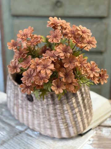 16" Courtland Cosmos