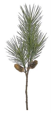 Long Needle Pine & Pinecone