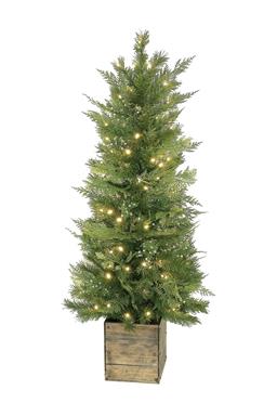 Lit Cedar & Pine Tree In Wood Box, 100 LED lights