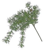 HANGING CYPRESS SPRAY 19", GREEN