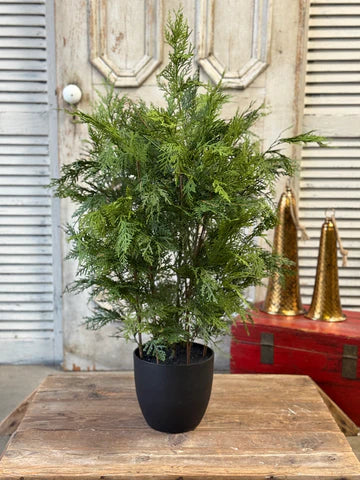 Churchhill Cypress Tree
