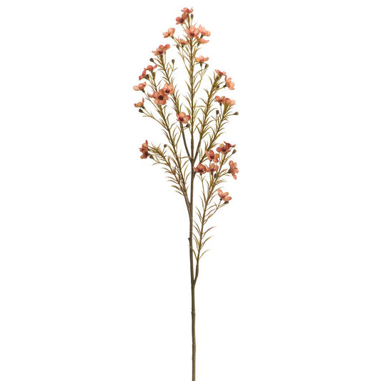 Waxflower Spray