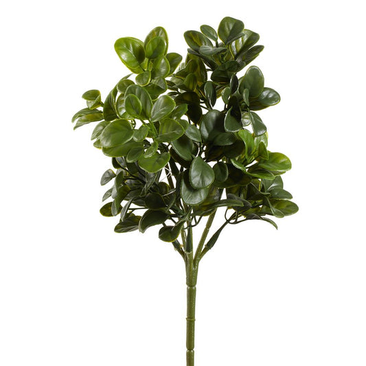 10" Privet Bush  Green
