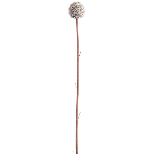 28" BILLY BUTTON SPRAY WH