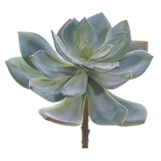 6" Echeveria Pick  Green Gray