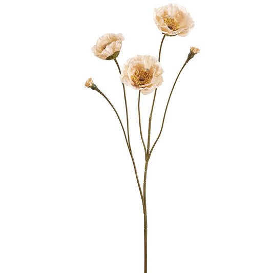 26" Poppy BE