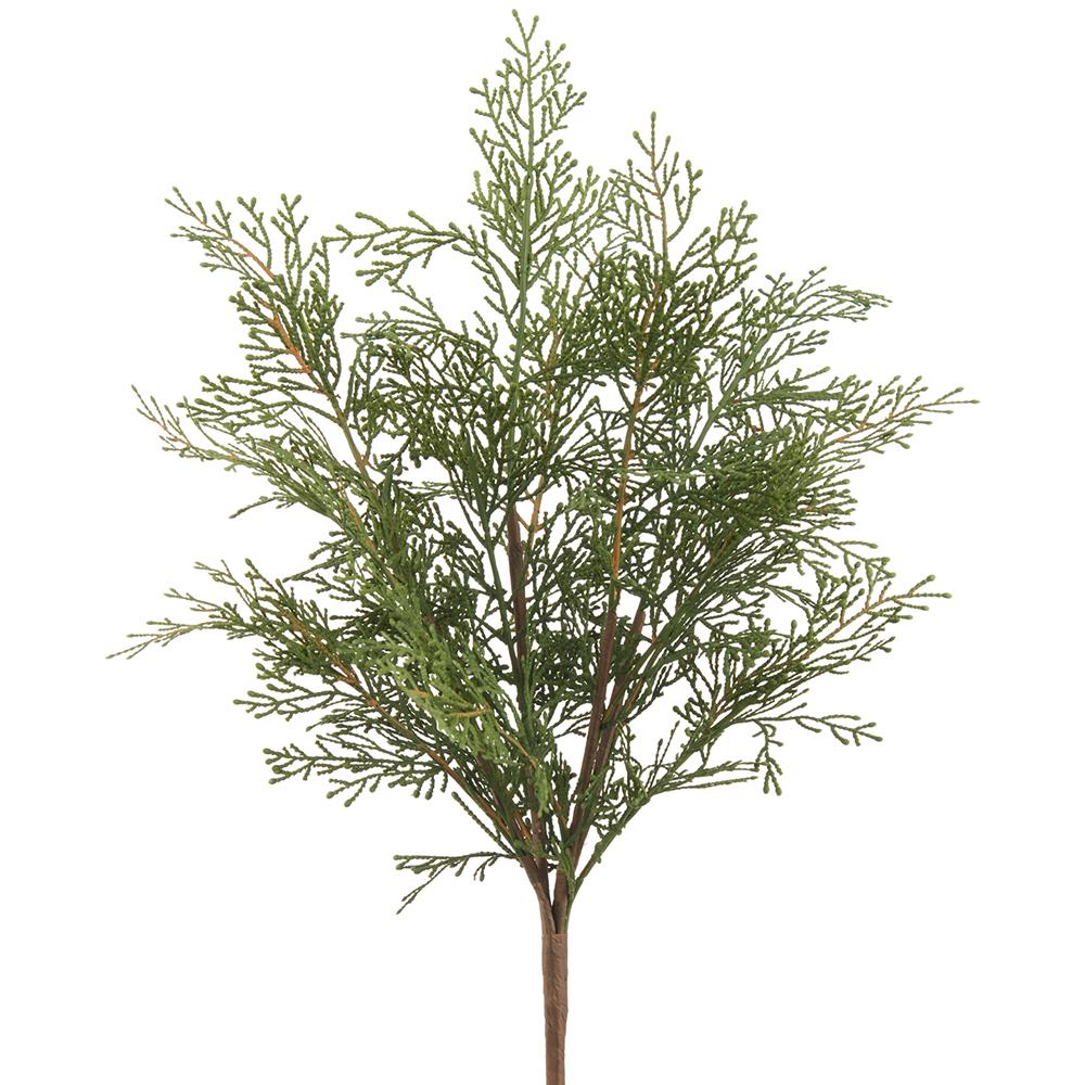 20.5 Cedar Bush